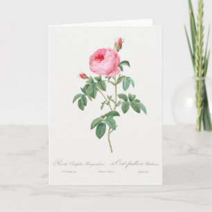 Pink Rose Pierre-Joseph Redoute Grußkarte Karte
