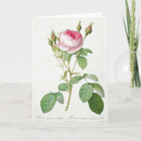 Pink Rose Pierre-Joseph Redoute Grußkarte