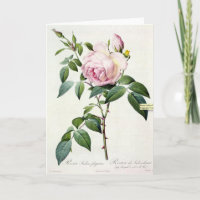 Pink Rose Pierre-Joseph Redoute Grußkarte