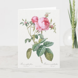 Pink Rose Pierre-Joseph Redoute Grußkarte Karte