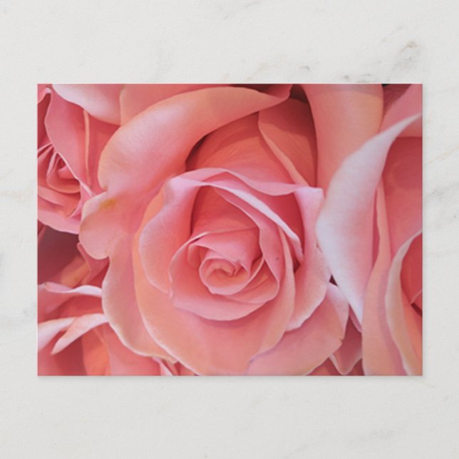 Pink Rose Postcard Postkarte (Vorderseite)