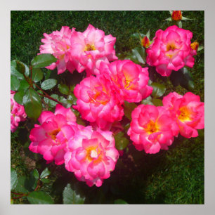 Pink-Rose-Poster Poster