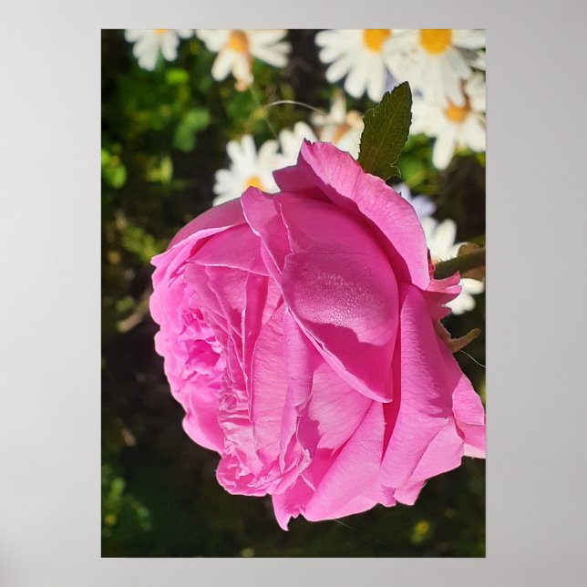 Pink Rose Roses Flower Garden L'Ouche Cabbage Poster (Vorne)