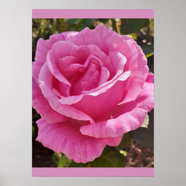 Pink Rose Roses Flower Garden Perfume Delight Poster (Vorne)