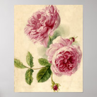 Pink Rose Study aus dem 18. Jahrhundert