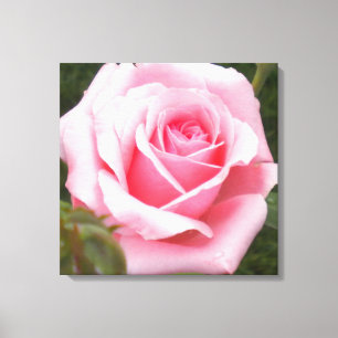 Pink Rose überwölbte Leinwand Print