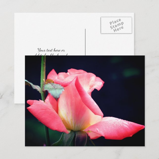 Pink Rosebud Delight Flower Photography  Postkarte (Vorne/Hinten)