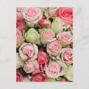 Pink roses by Therosegarden Postkarte