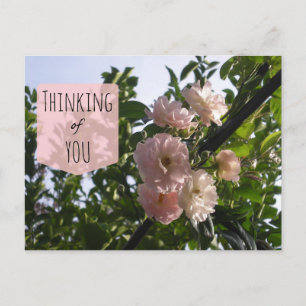 Pink Roses Denken Sie an Sie Postkarte