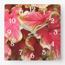 Pink Ruffled Caladium Blätter Floral