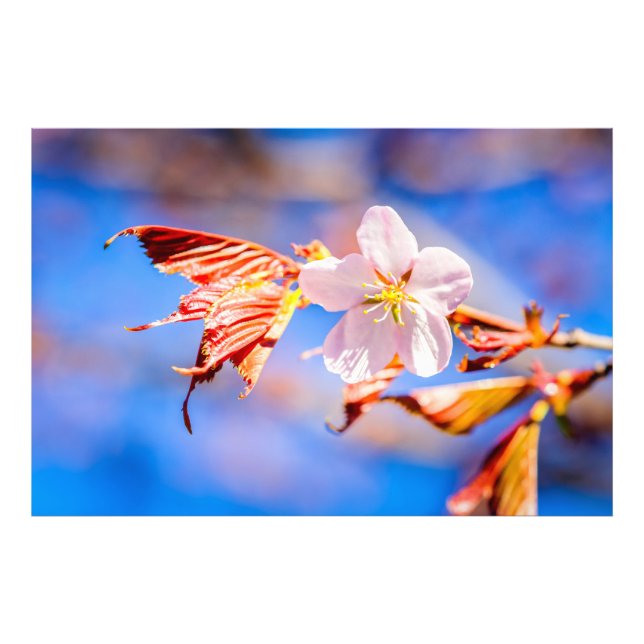 Pink Sakura Blume Blue Sky Fotodruck (Vorne)