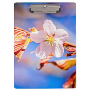 Pink Sakura Blume Blue Sky Klemmbrett