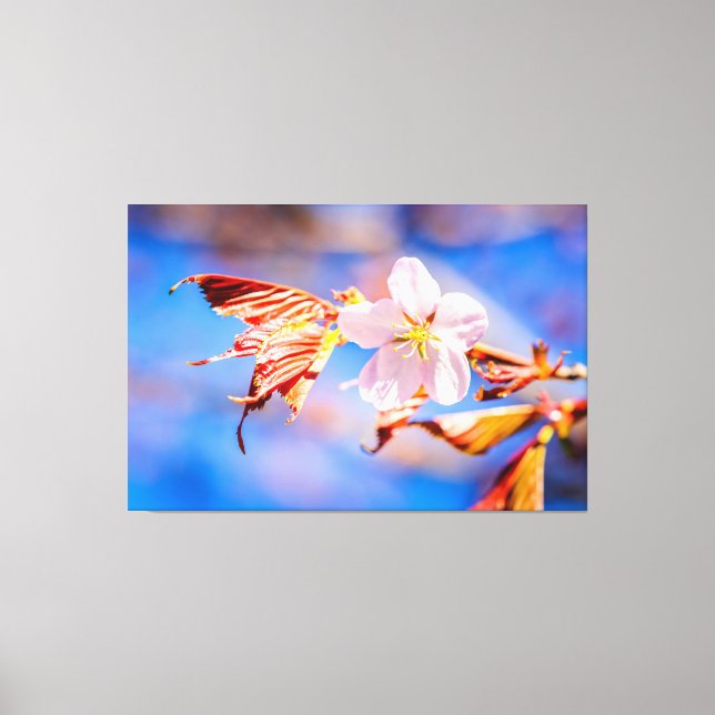 Pink Sakura Blume Blue Sky Leinwanddruck (Vorderseite)