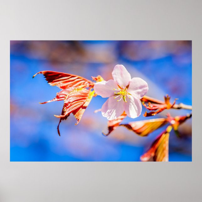 Pink Sakura Blume Blue Sky Poster (Vorne)