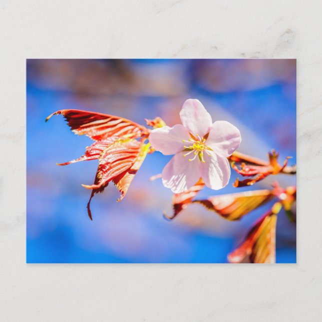 Pink Sakura Blume Blue Sky Postkarte (Vorderseite)