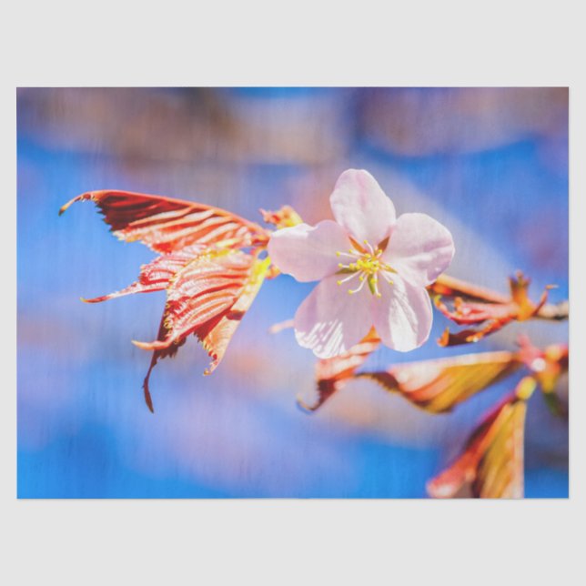 Pink Sakura Blume Blue Sky Seidenpapier (Vorderseite)