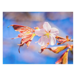 Pink Sakura Blume Blue Sky Tischdecke