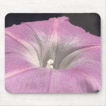 Pink Satin Morning Glory Close-up
