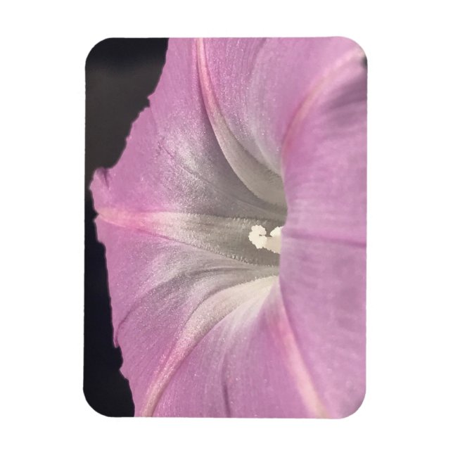Pink Satin Morning Glory Magnet (Vertikal)