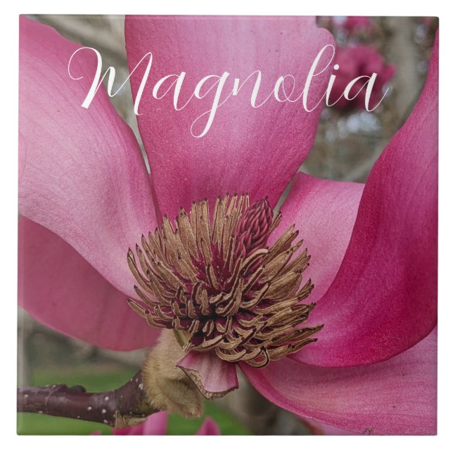 Pink Saucer Magnolia Blossom Floral Fliese (Vorderseite)