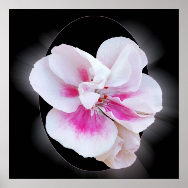 Pink Shades Poster (Vorne)