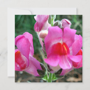 Pink Snapdragon Blume