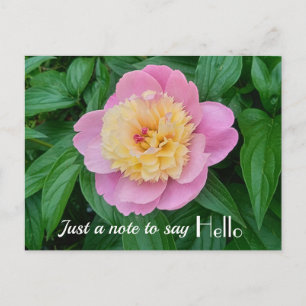 Pink Sorbet Peony Hi Hello Expression Postkarte