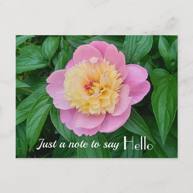 Pink Sorbet Peony Hi Hello Expression Postkarte (Vorderseite)