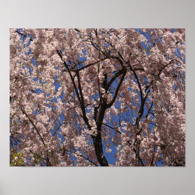 Pink Spring Blume Blossom Umbrella Blue Sky Poster (Vorne)