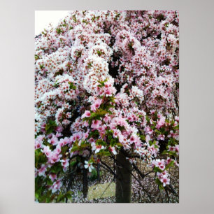 PINK SPRING Japanisches Magnolia-Poster Poster