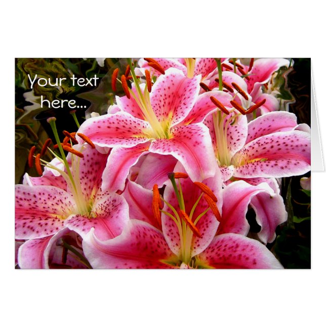 Pink Stargazer Lilies (Vorderseite (Horizontal))