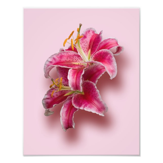 Pink Stargazer Lilies Fotodruck (Vorne)