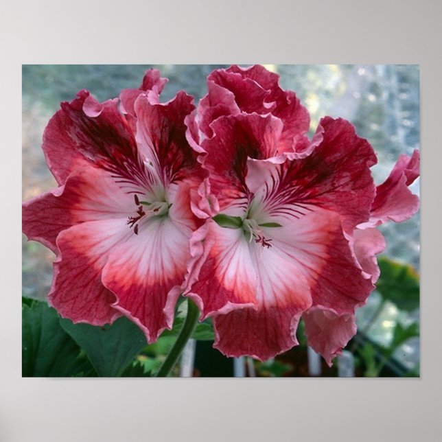 Pink Summer Blume Foto Nature Wall Poster (Vorne)