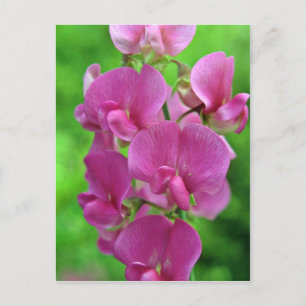 Pink Sweet Pea Blume Postkarte