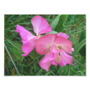 Pink Sweet Pea Fotodruck