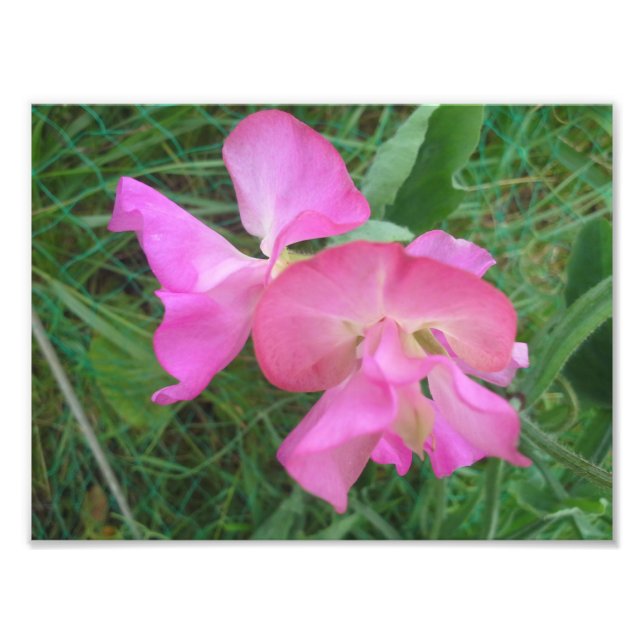 Pink Sweet Pea Fotodruck (Vorne)