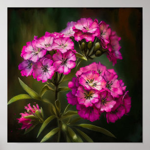 Pink Sweet William Blume Art Print Poster