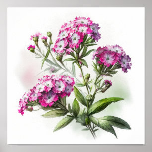 Pink Sweet William Blume Art Print Poster