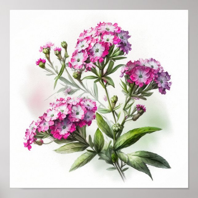 Pink Sweet William Blume Art Print Poster (Vorne)