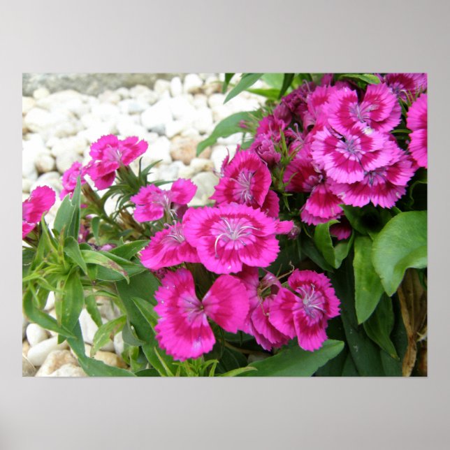 Pink Sweet William/Dianthus Blume Poster Print (Vorne)