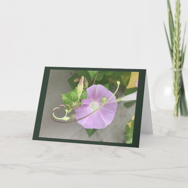 Pink Symphony Morning Glory Blanko  Karte (Vorderseite)