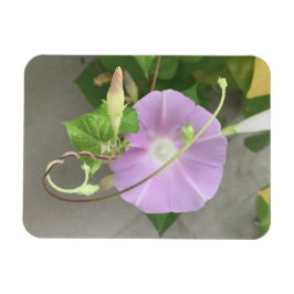 Pink Symphony Morning Glory Magnet