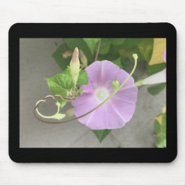 Pink Symphony Morning Glory  Mousepad