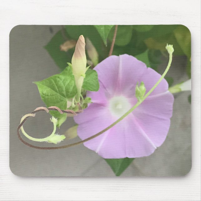Pink Symphony Morning Glory Nahaufnahme  Mousepad (Vorne)