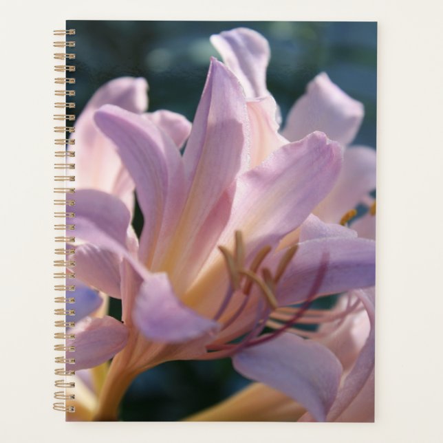 Pink Tall Lilies Magic Lily Planer (Vorderseite)