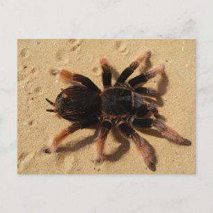 Pink Tarantula Postkarte