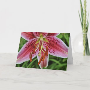 Pink Tiger Liege 1 Blanke Note Card Karte