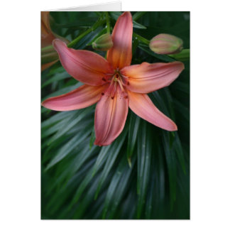 Pink Tiger Lily Blume