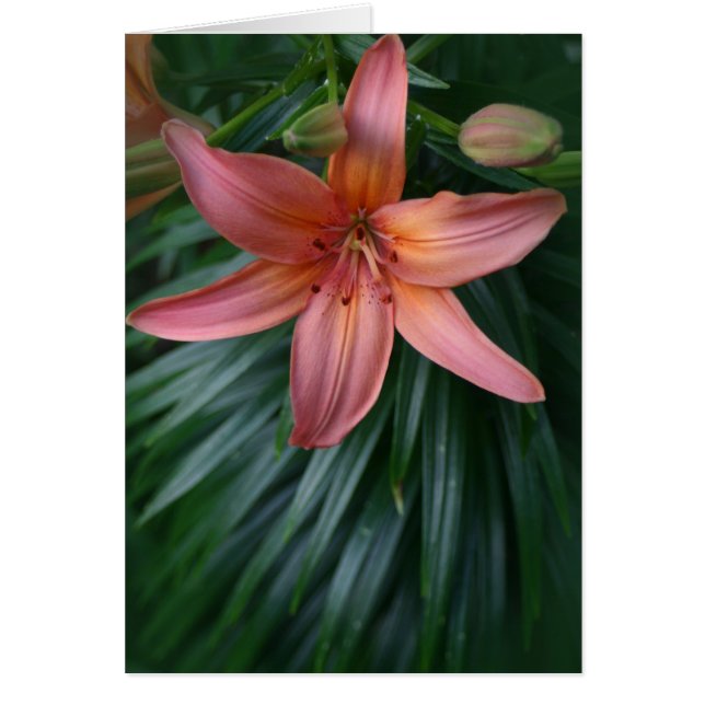 Pink Tiger Lily Blume (Vorne)