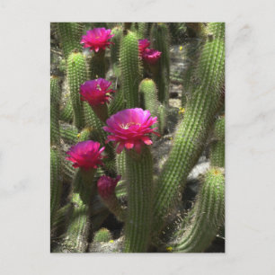 Pink Torch Cactus Postkarte